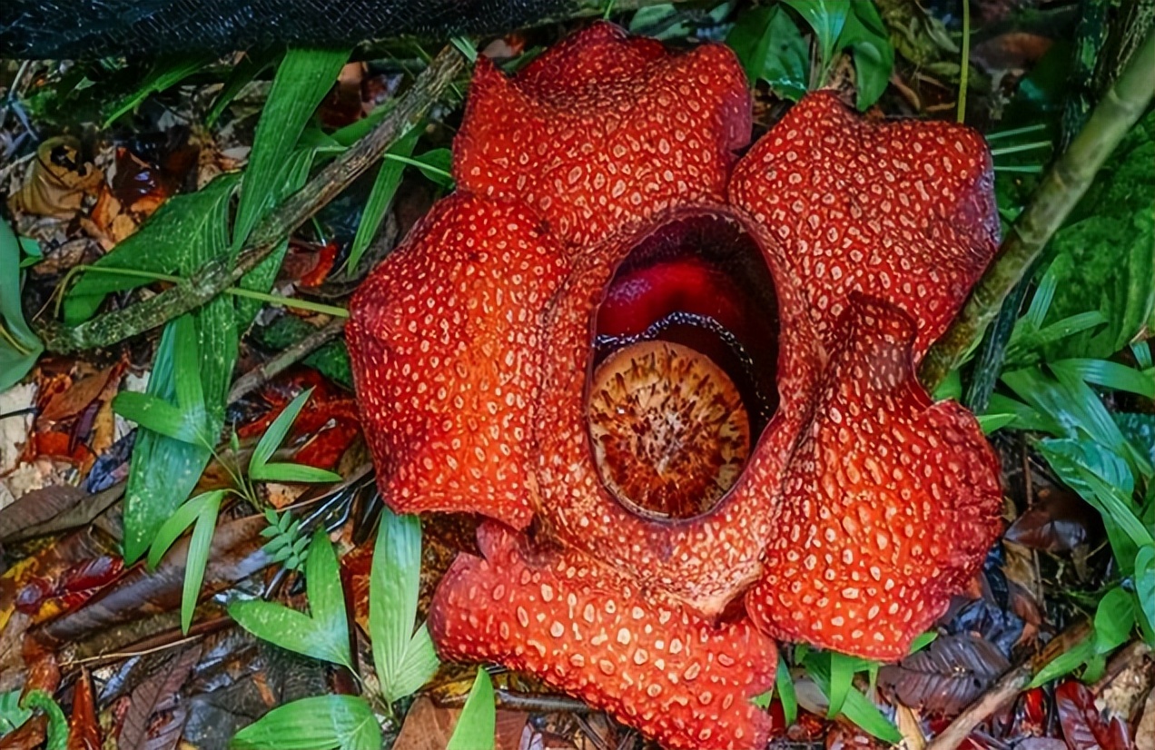 仙人掌墨西哥国花,仙人掌哪个国家的国花