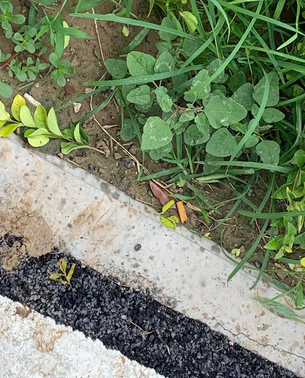 日本回收中国的烟头干什么,日本收购废弃烟头的目的