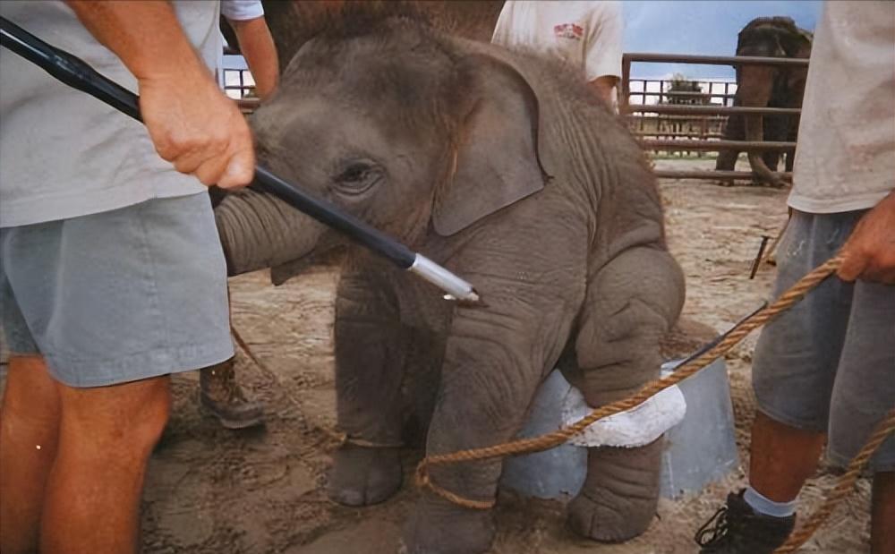 唯一被绞刑的人,唯一被凌迟处死的人