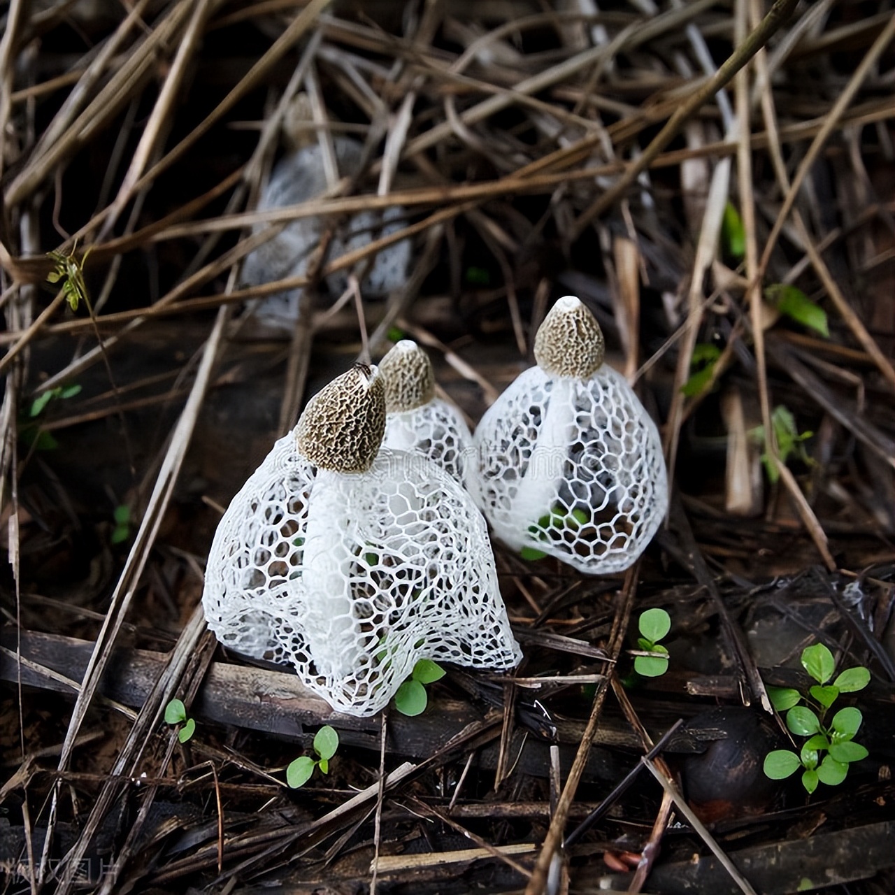 菌中的软黄金,菌黄金指的是什么菌