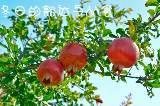 冬来天寒念你安暖是什么意思,天寒地冻惟愿安暖