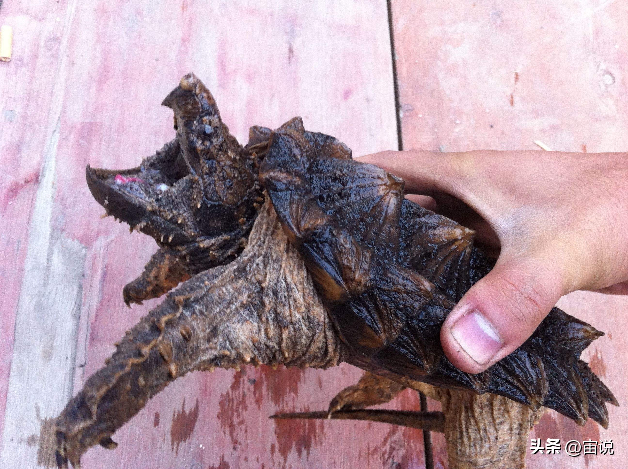 养殖鳄龟和野生鳄龟有什么区别,鳄龟养殖环境