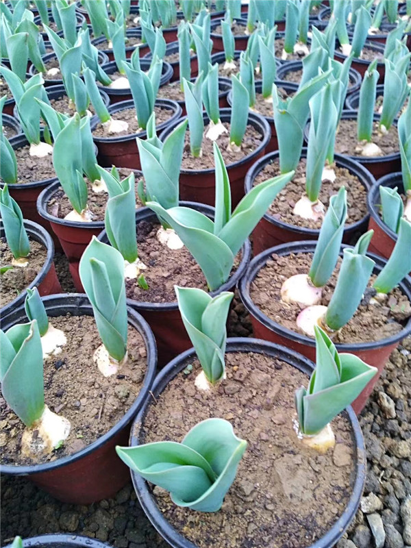 郁金香花语系列,郁金香花语哲理句