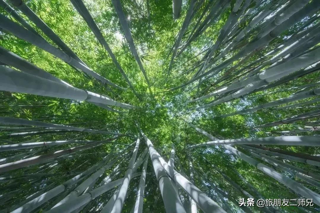 广州花都梯田油菜花,广州徒步赏油菜花路线