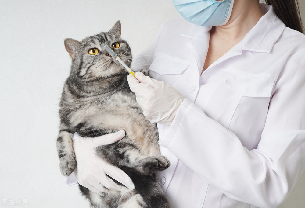 猫疱疹病毒结膜炎,猫为什么有结膜炎