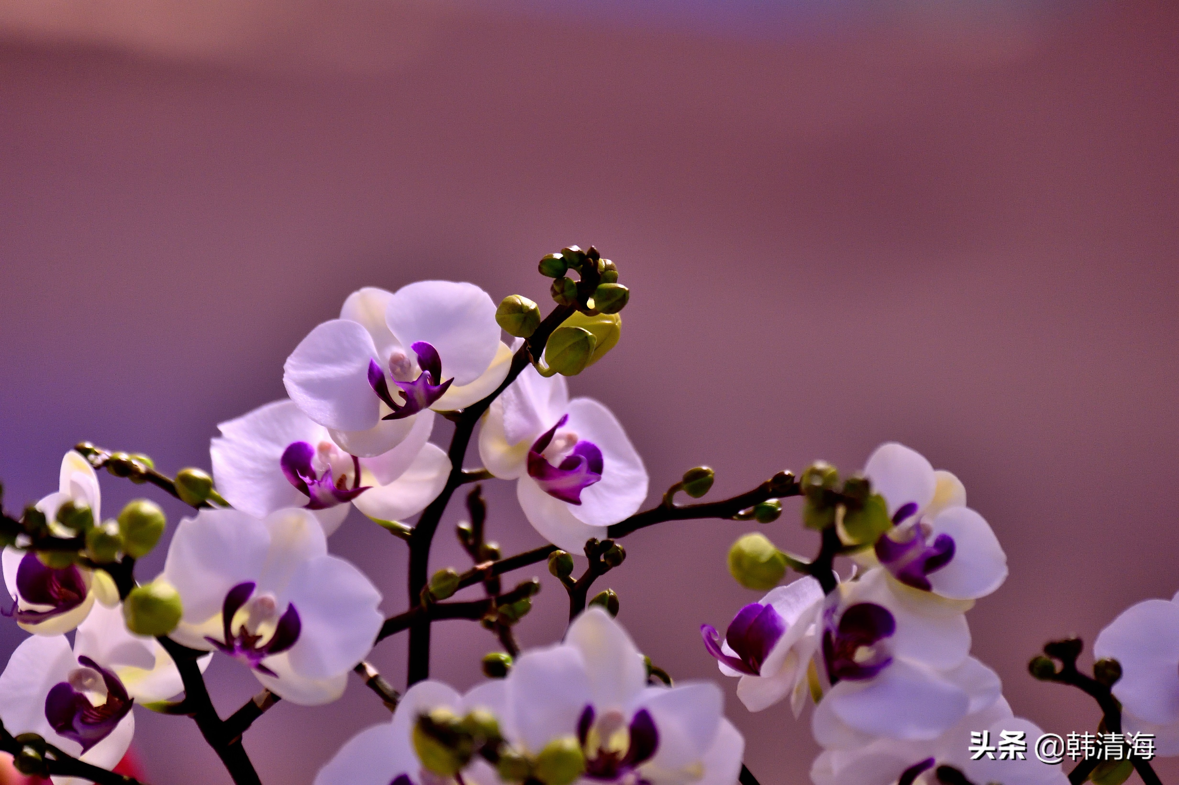 花香满屋真假自辩