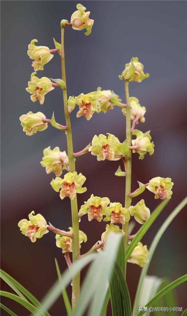 鐝嶇█澶х洿绔嬪彾钑欏叞,涓浗鍗佸ぇ鐝嶈吹钑欏叞