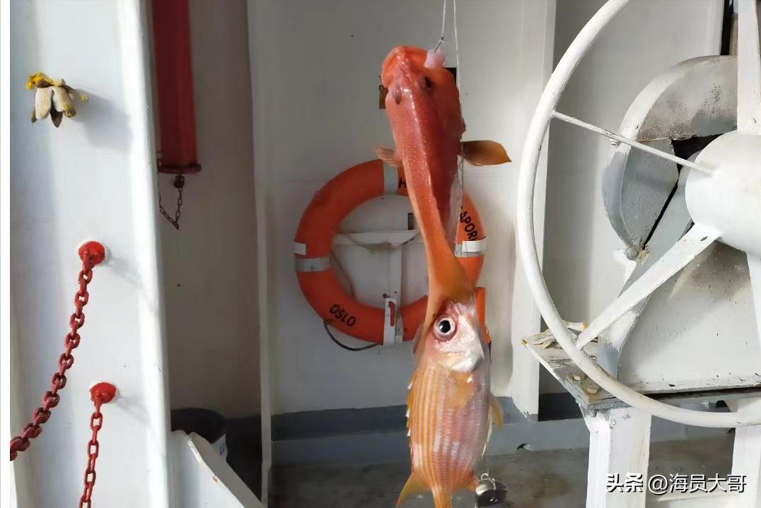 运11万吨粮食去加纳，2天装18天卸，船员半夜值班被抓，数罪并罚