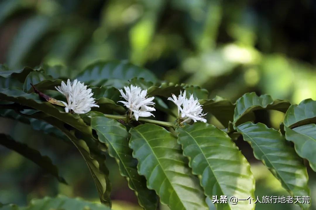 冲野浪、喝咖啡，比三亚便宜一半的海岛度假地，后悔没有早点知道