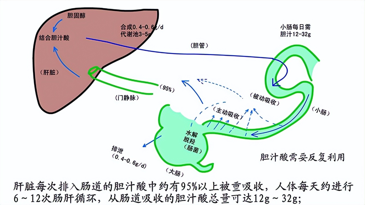 胆囊炎的人是瘦还是胖,胆囊炎的人如何长胖
