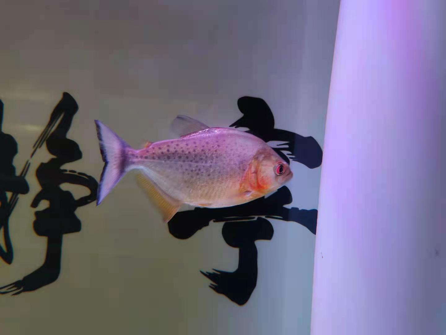 翻肚观赏鱼、濒死观赏鱼急救，首先一点就是要保证良好姿势