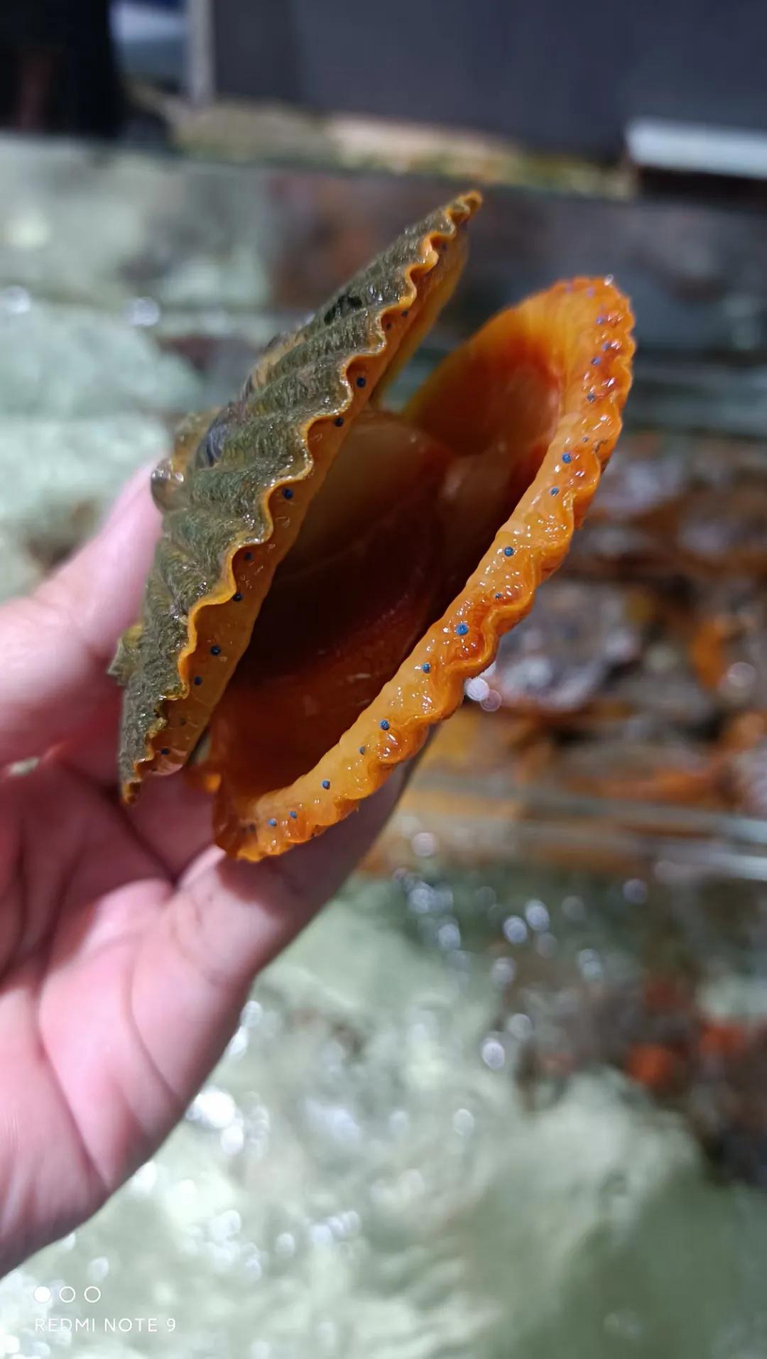 冷冻粉丝扇贝怎么蒸最好吃,扇贝干蒸米粉的做法