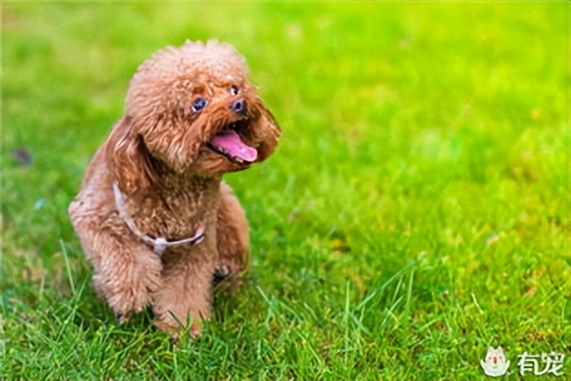 贵宾犬颜色越来越浅怎么办,贵宾毛越来越黄怎么回事
