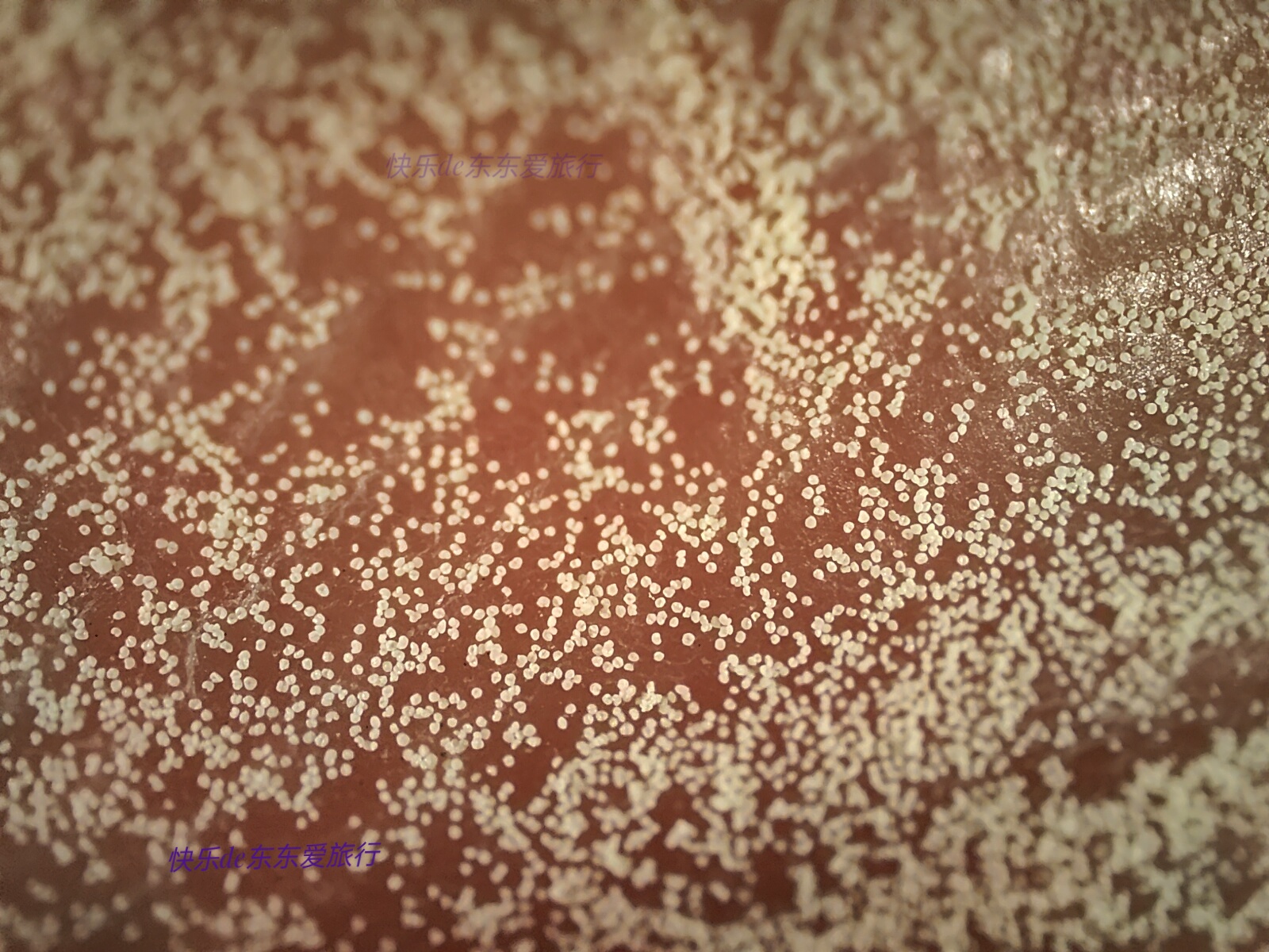 大家纷纷出去赏樱花，我却和老婆偷偷去山里看松树花，收获如何？