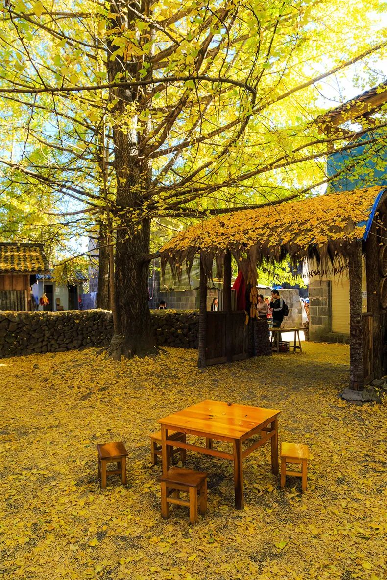 年度最佳22℃暖冬小城!全国唯一半城银杏,半城温泉!现在来刚好