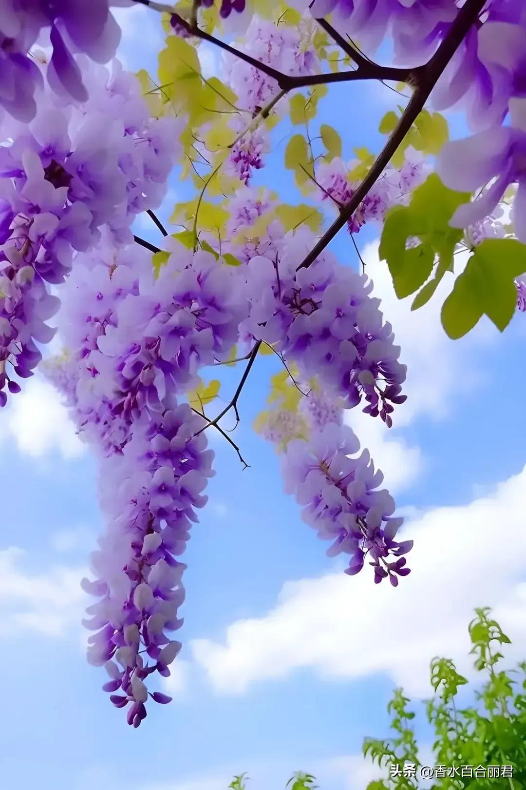 淡紫色的花是什么树,淡紫色的槐花