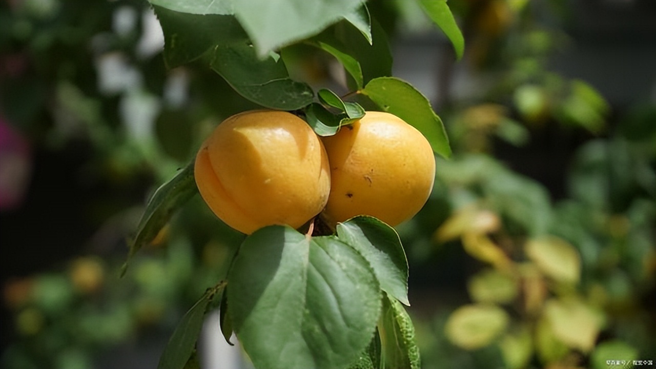 热吃什么水果解暑最好,1月份到12月份吃的应季水果