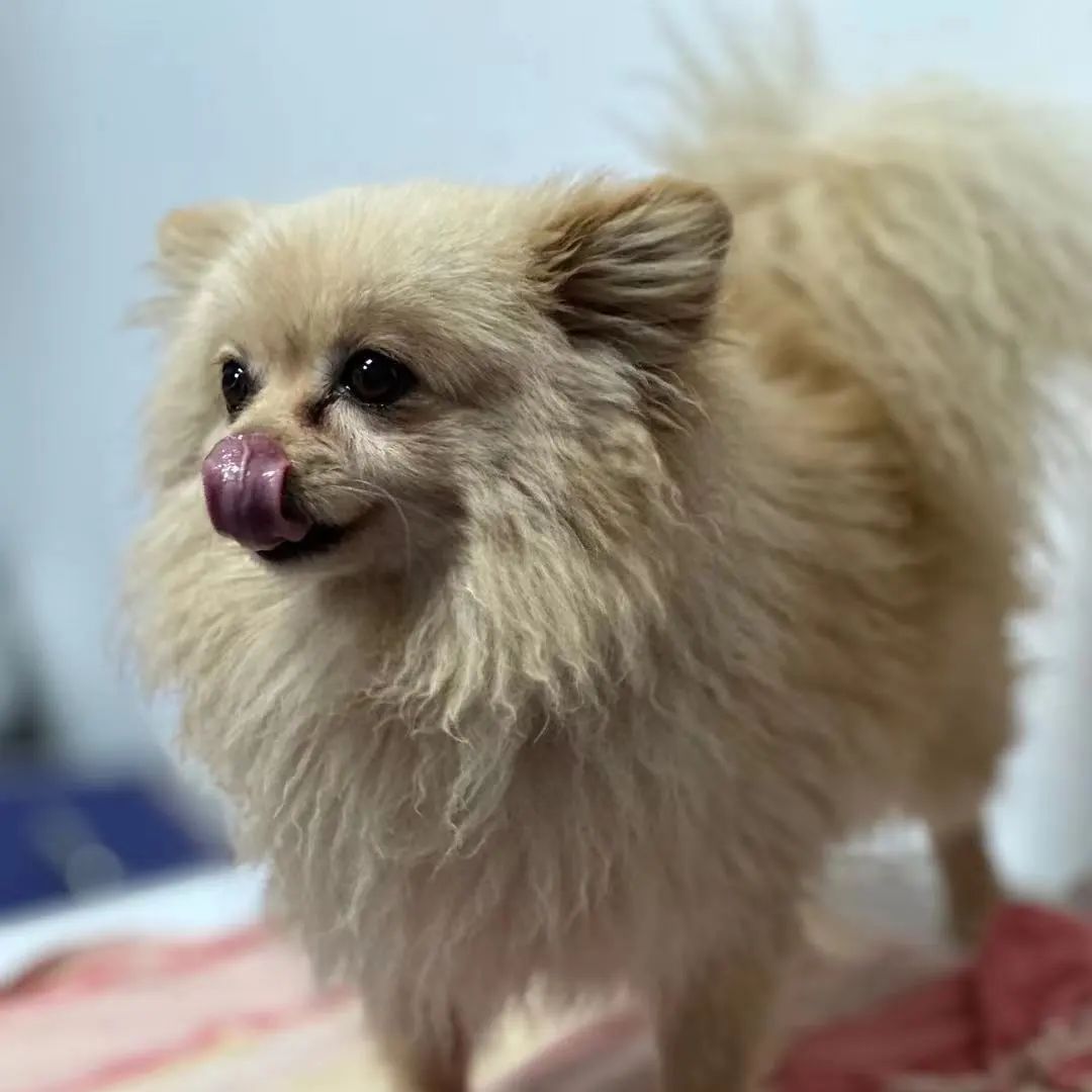 「宠物领养FreeAdopt」萌宠新生大聚会~哪位宝贝是你的最爱？