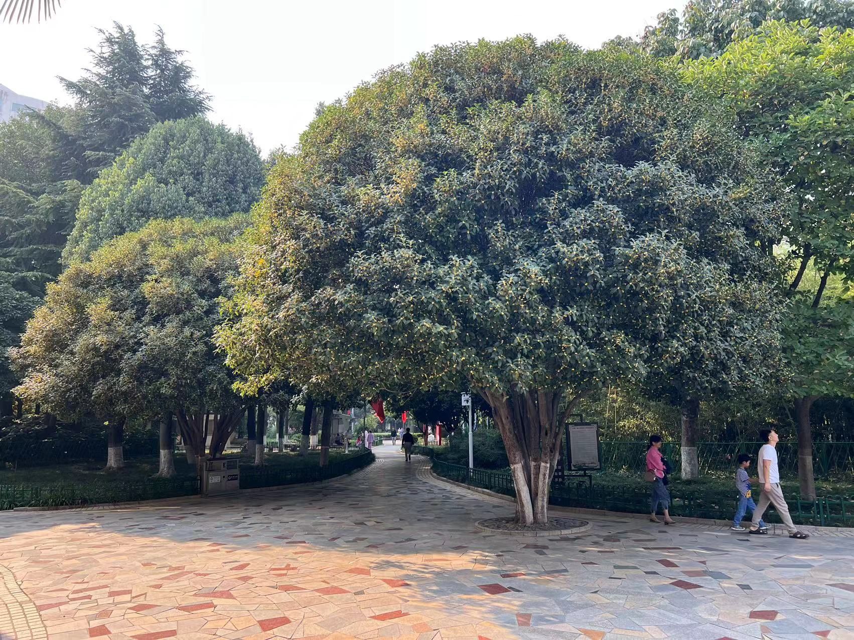 金秋十月赏桂花,南京国庆赏桂花