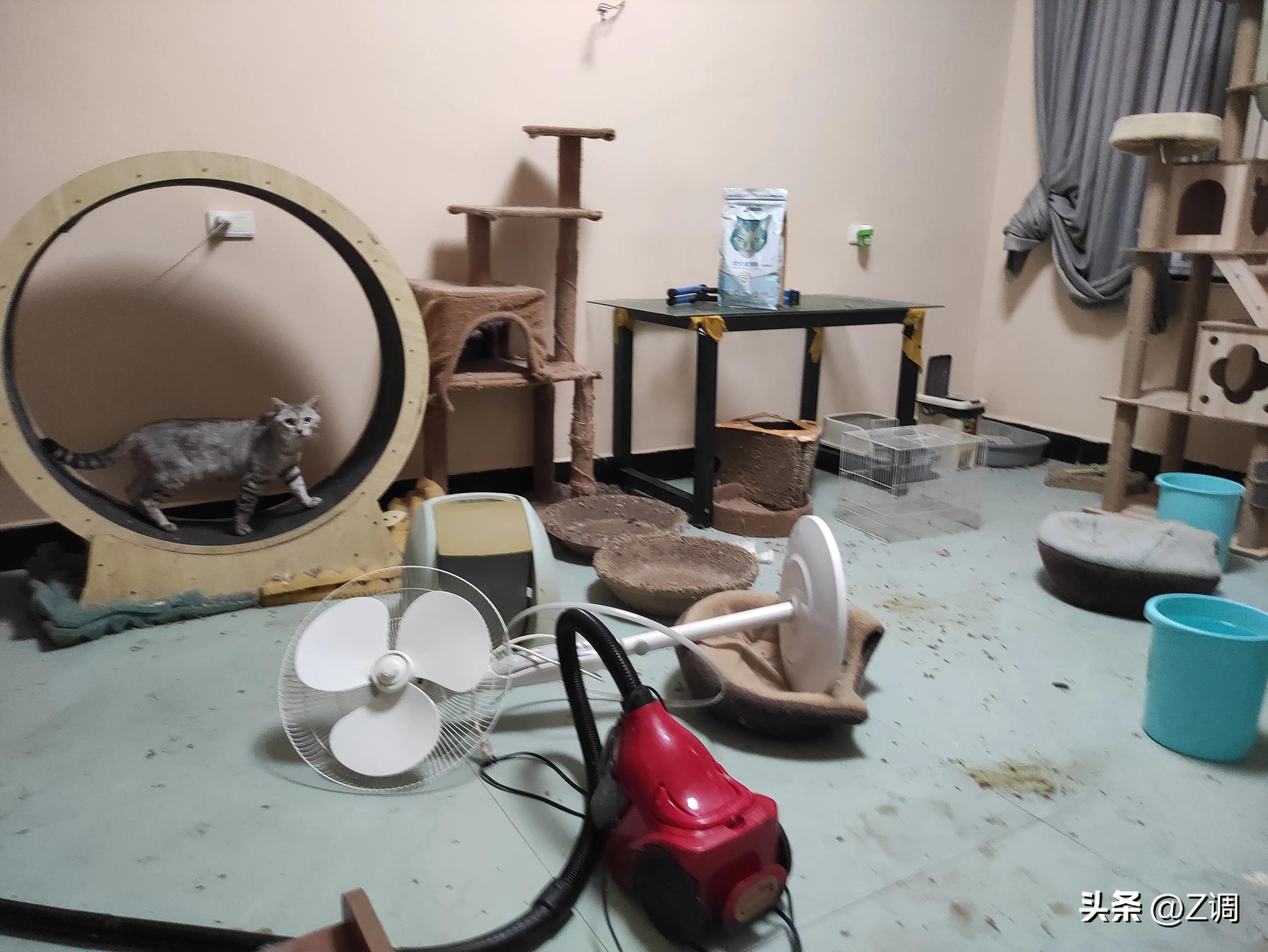 一只绝育一只没绝育公猫打架,公猫一辈子不绝育可以吗