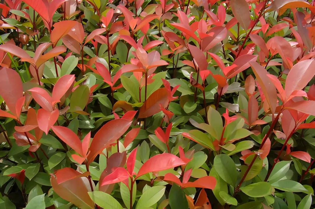 全国乡村振兴九大经济树种,乡村振兴的植树造林成果