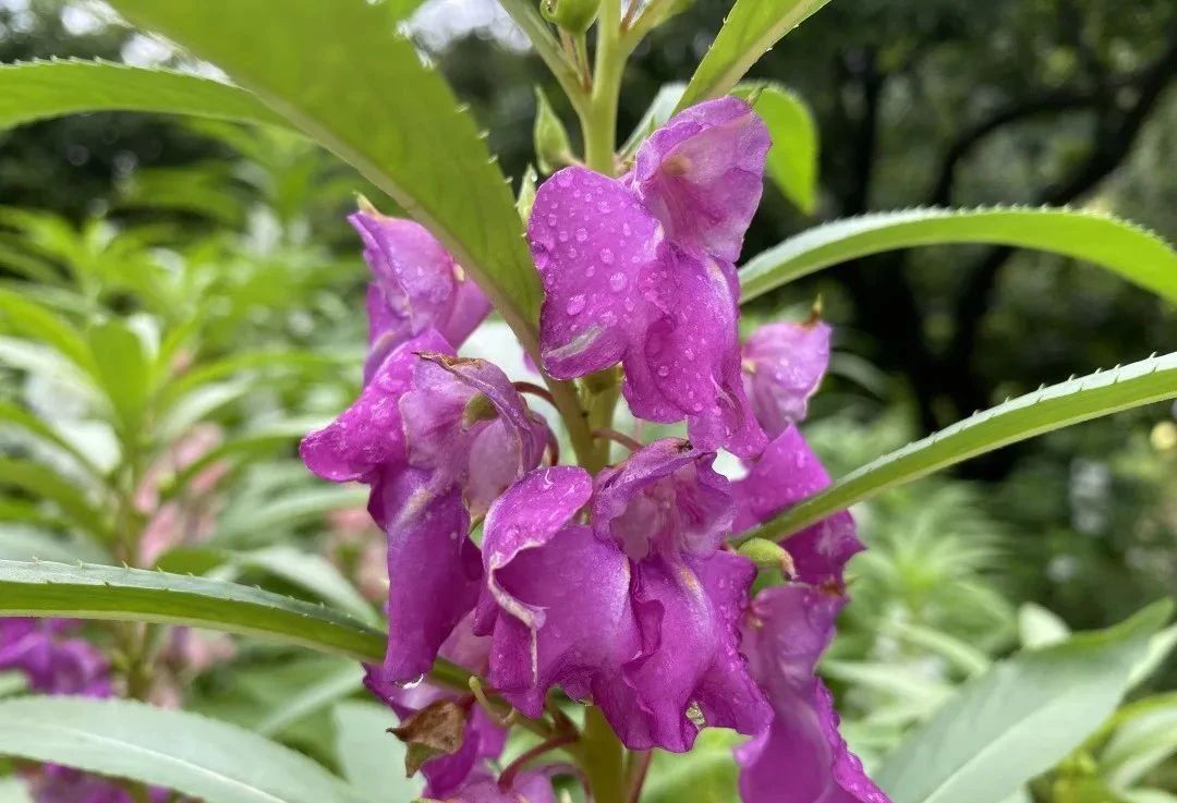 指甲花的图片和特征,干净耐看短指甲花