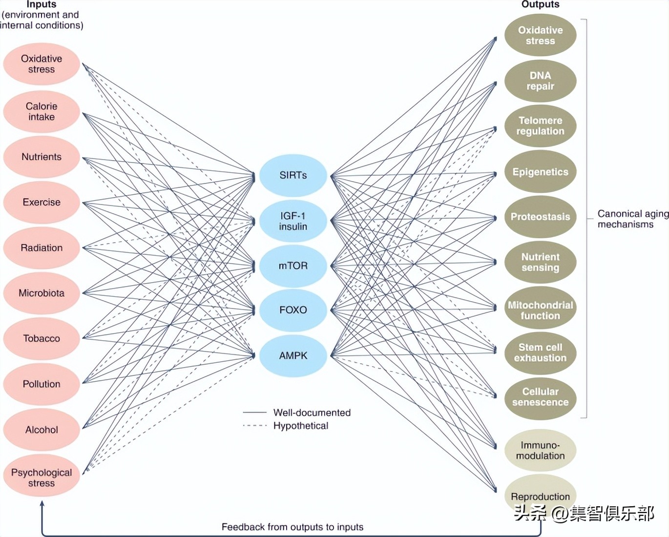 衰老分为生理性衰老和病理性衰老,衰老的特点与相关理论
