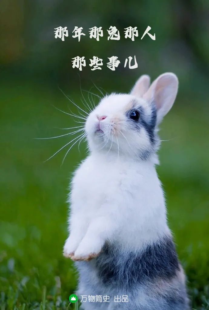 那年那兔那些年的故事,那年那兔那些事儿百年风云