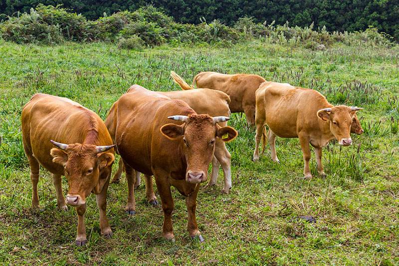 牛身上起疙瘩怎么治疗好得快呢,牛身上起疙瘩怎么治疗还能吃吗