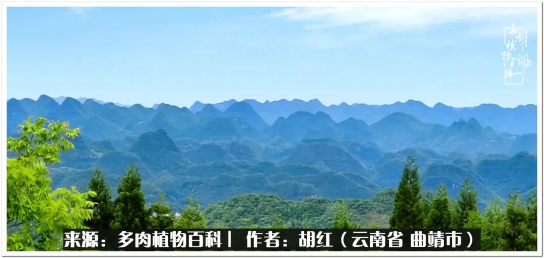 多肉植物里的糖,多肉生活的调味剂