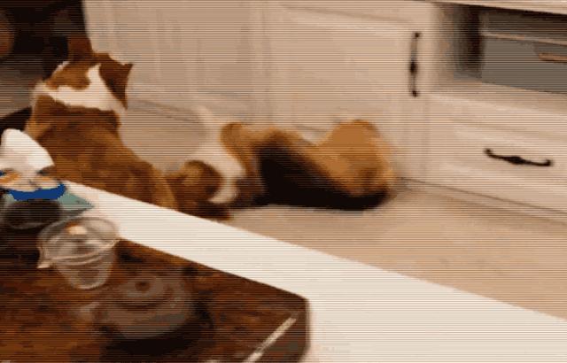 狗狗爱撒娇,推荐你养这几种狗聪明又招财