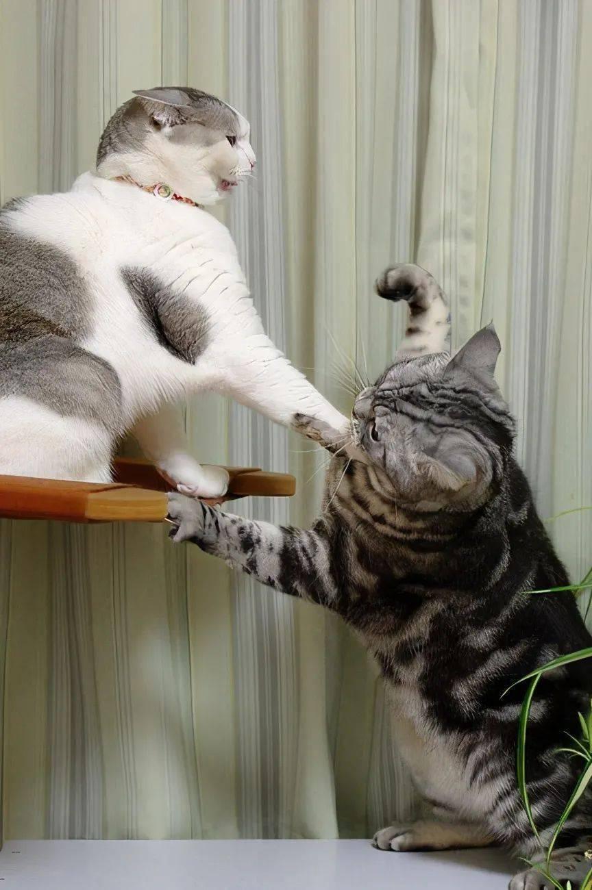 养宠物会经常被宠物抓伤,养宠物如何防护猫狗抓伤