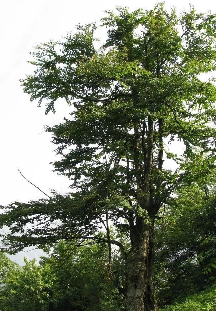 都江堰熊猫谷里的国宝,都江堰市大熊猫国家公园