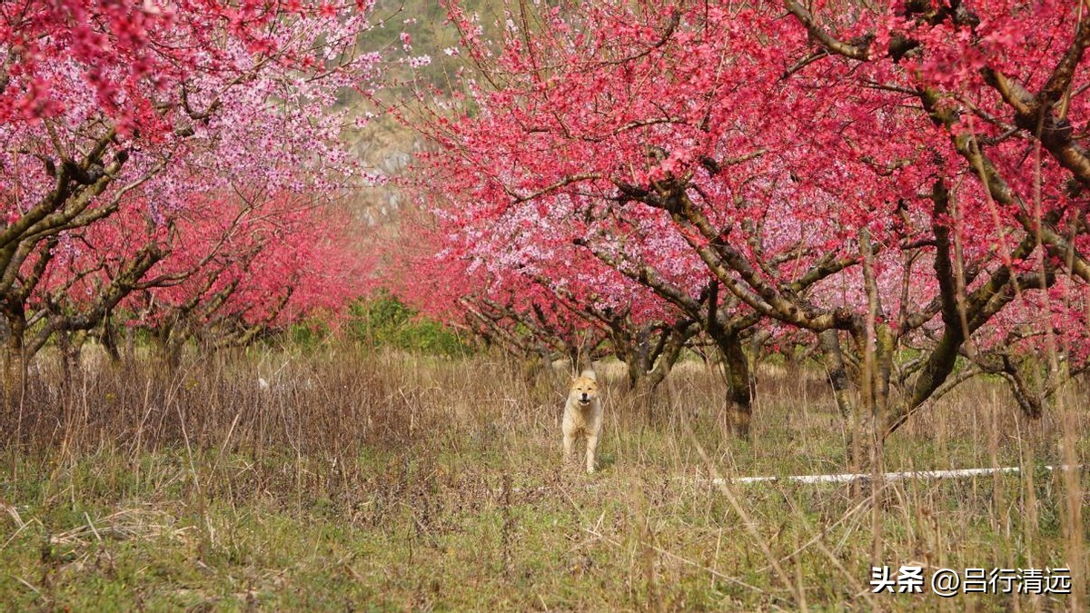 清远哪里有桃花树,广东清远阳山桃花源