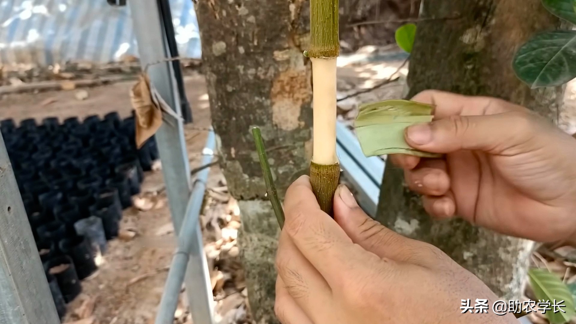 无土栽培菠萝蜜种,菠萝蜜枝条生根种植法