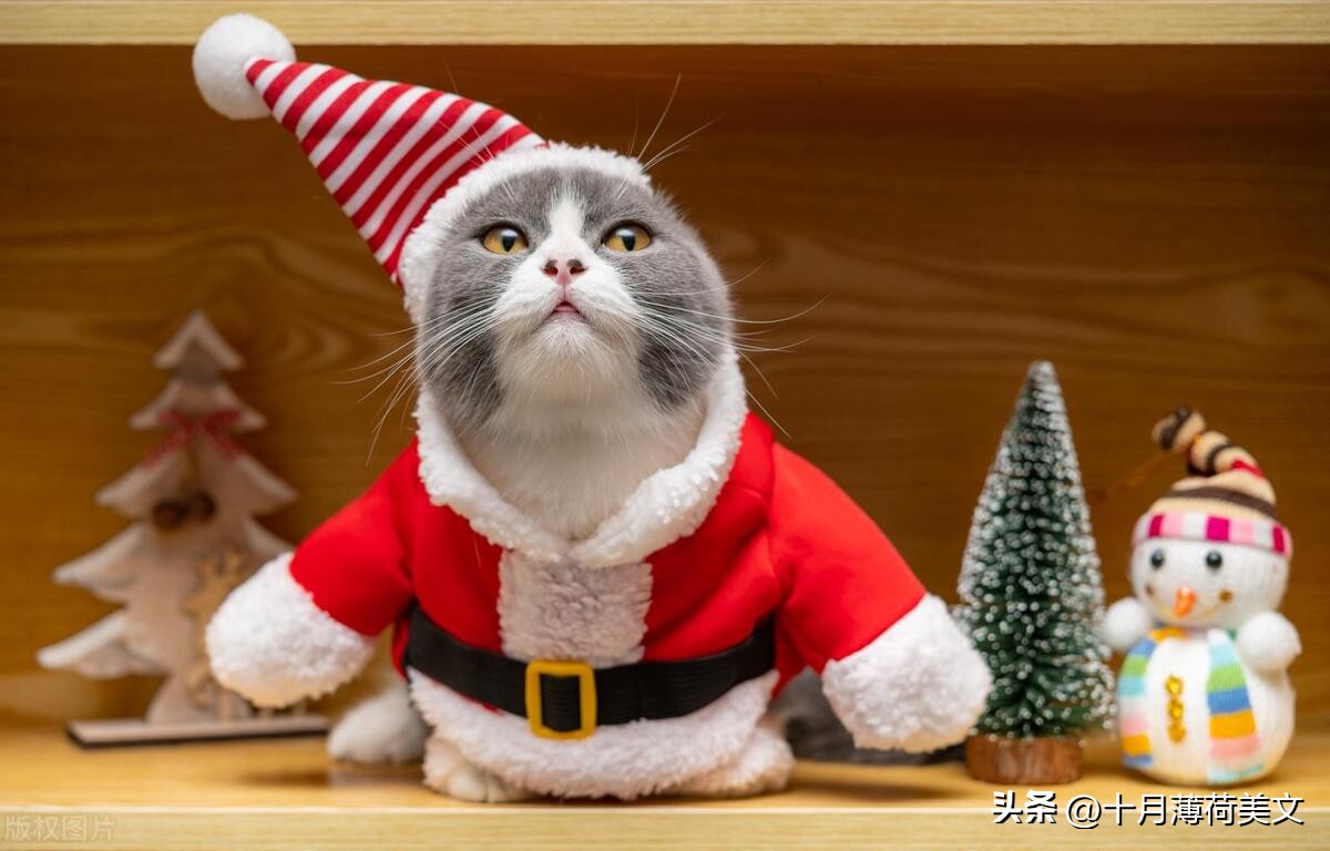 发朋友圈会被秒赞的有趣文案,做饭文案吸引人秒赞