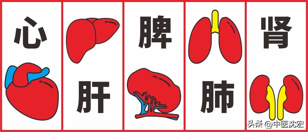 调和五脏心肝肺脾肾28味中药,一味补肝脾肾的中药