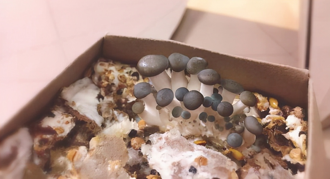 迁坟发现棺材长真菌,农村坟地发现鸡枞菌