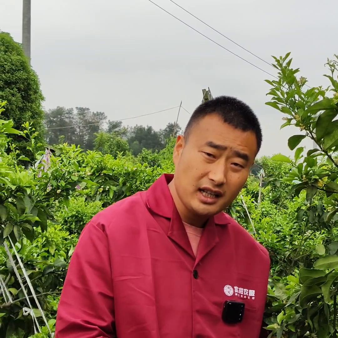 #爱媛萎缩病#爱媛的猫耳朵叶子该怎么解决