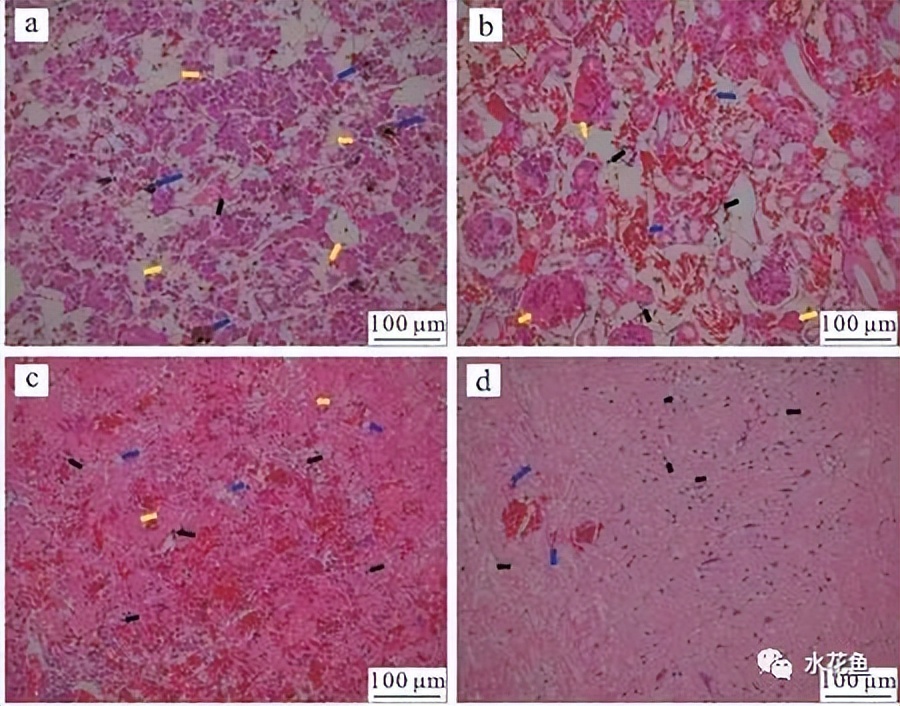 蛙歪头病：黑斑蛙歪头病病原米尔伊丽莎白菌分离、鉴定及特性分析