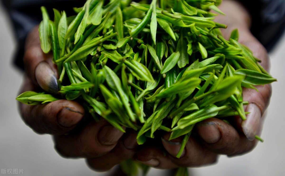 贵州最独特的茶是什么茶,贵州有哪些茶是很受年轻人的喜爱