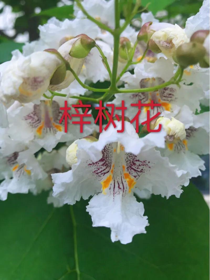 楸树林图片,楸树是古老的活化石树种