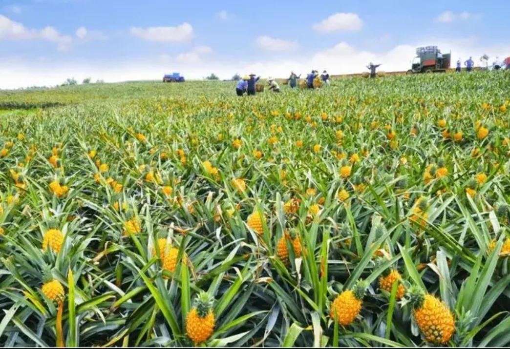 广东湛江一年四季水果名单,湛江特色水果介绍