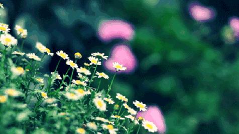 民事可以申请证据鉴定吗,民事案件委托鉴定规则