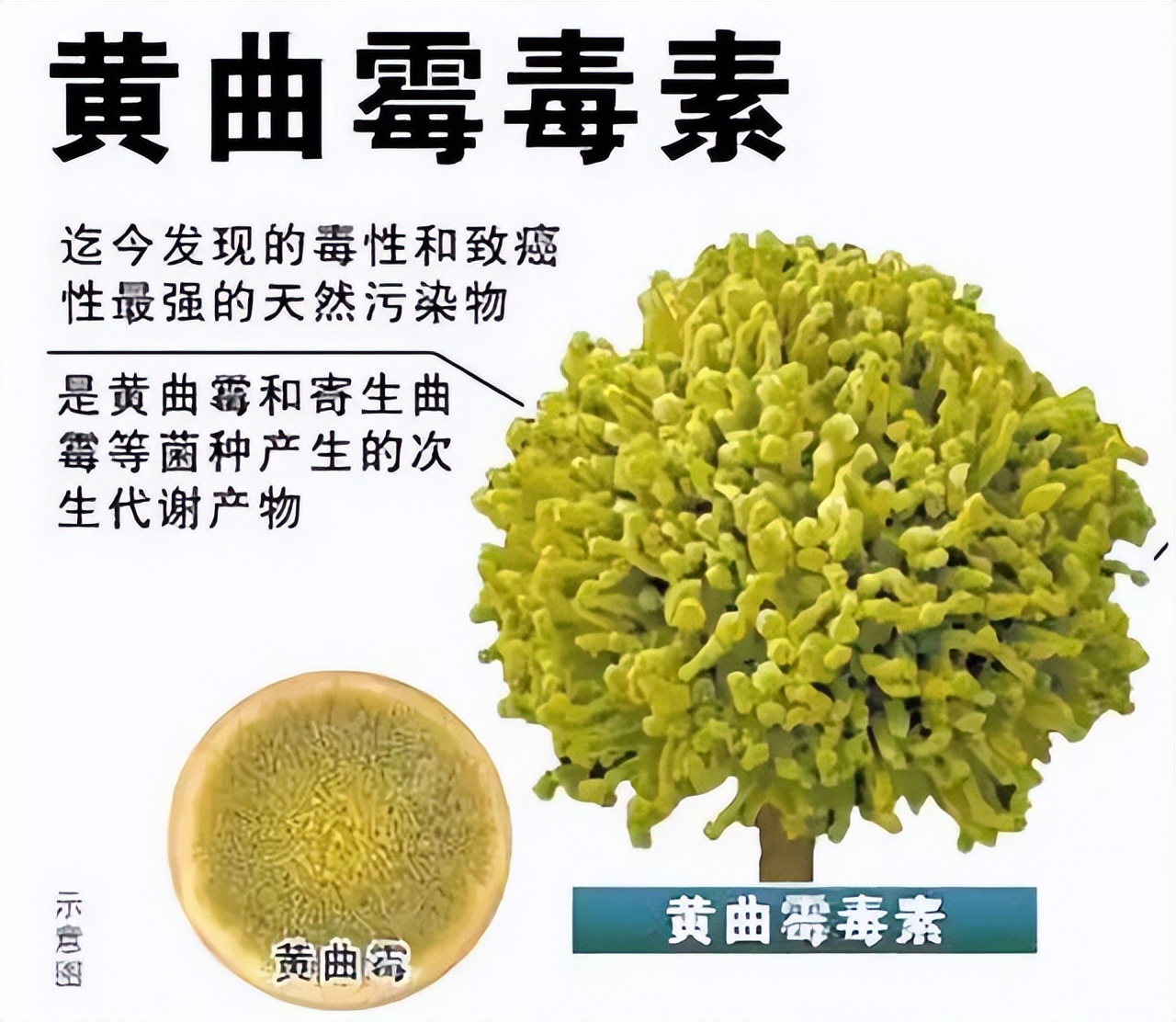 有少许发黄的大米吃起来会致癌吗,发黄的大米是毒大米能致癌吗