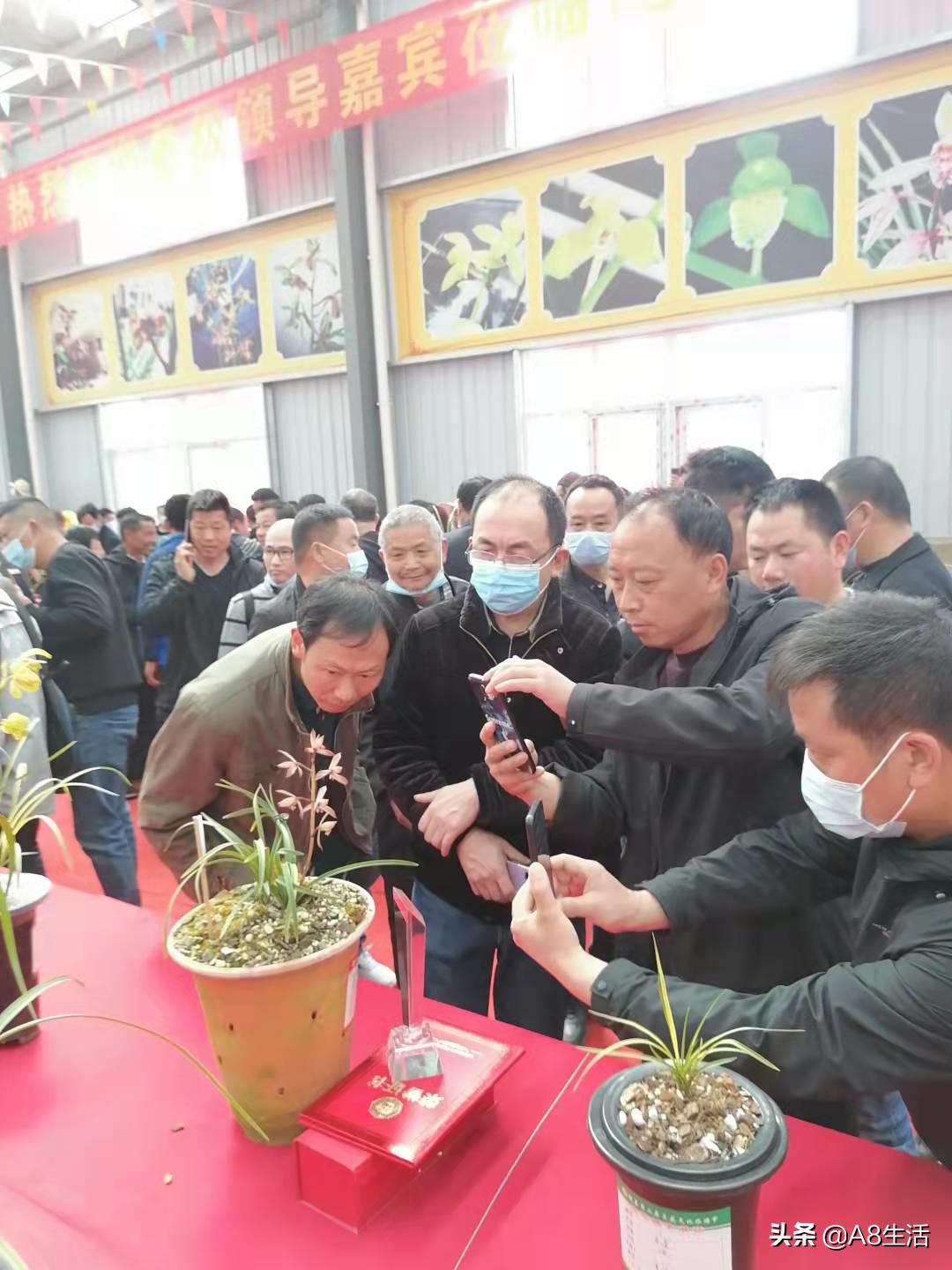 带你认识中华兰花纹瓣兰,顶级纹瓣兰图片