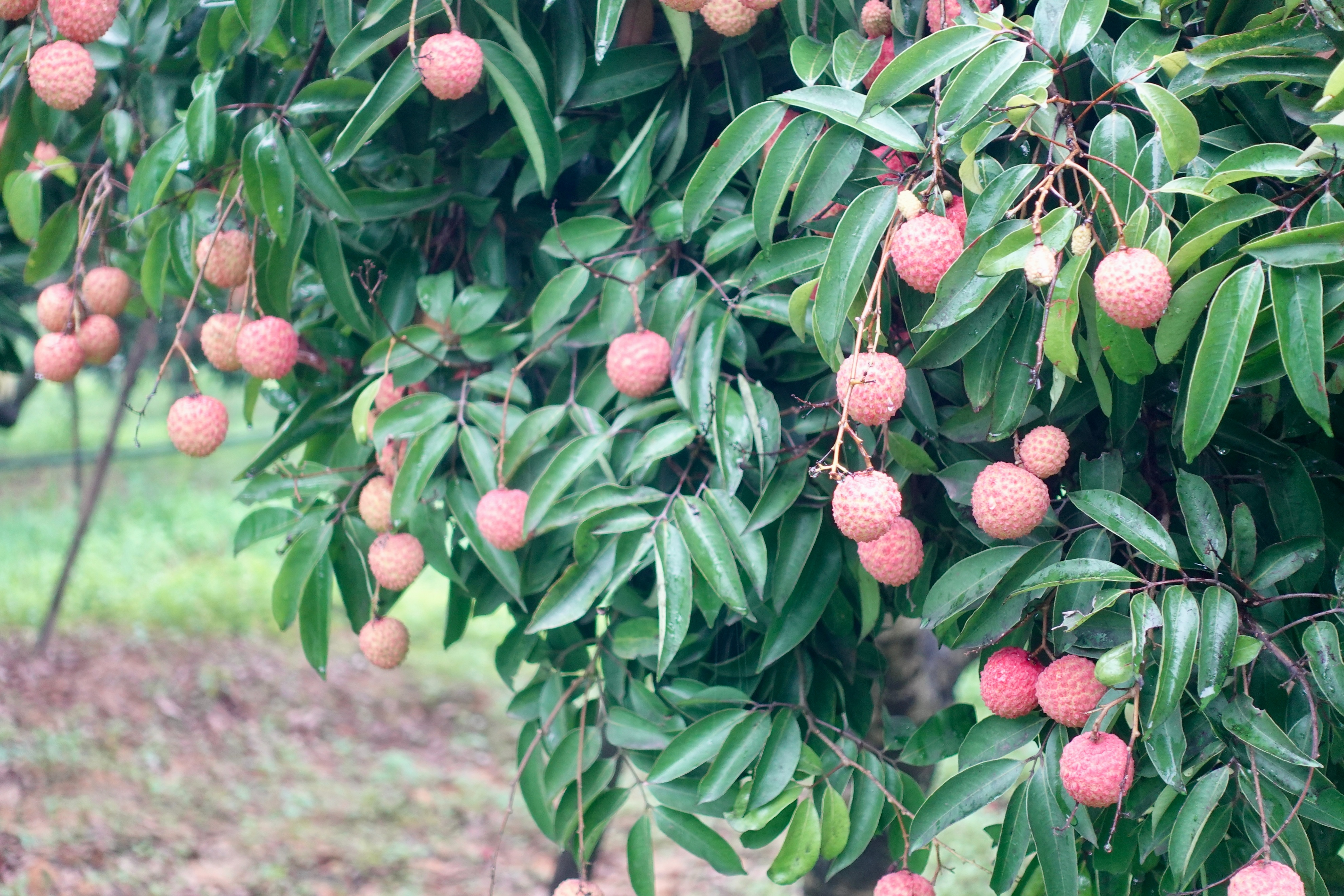 东莞美食和地标简介及特点,东莞的美食历史文化
