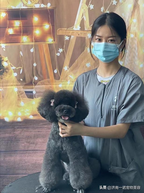 想学宠物美容洗护师,想学宠物美容入行建议