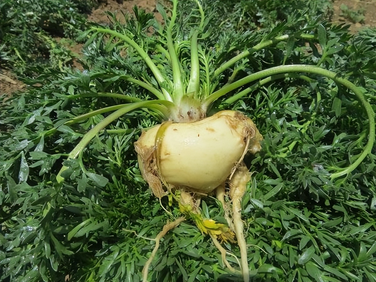 真正的玛咖价格,曾经风光无限现在穷困潦倒的人