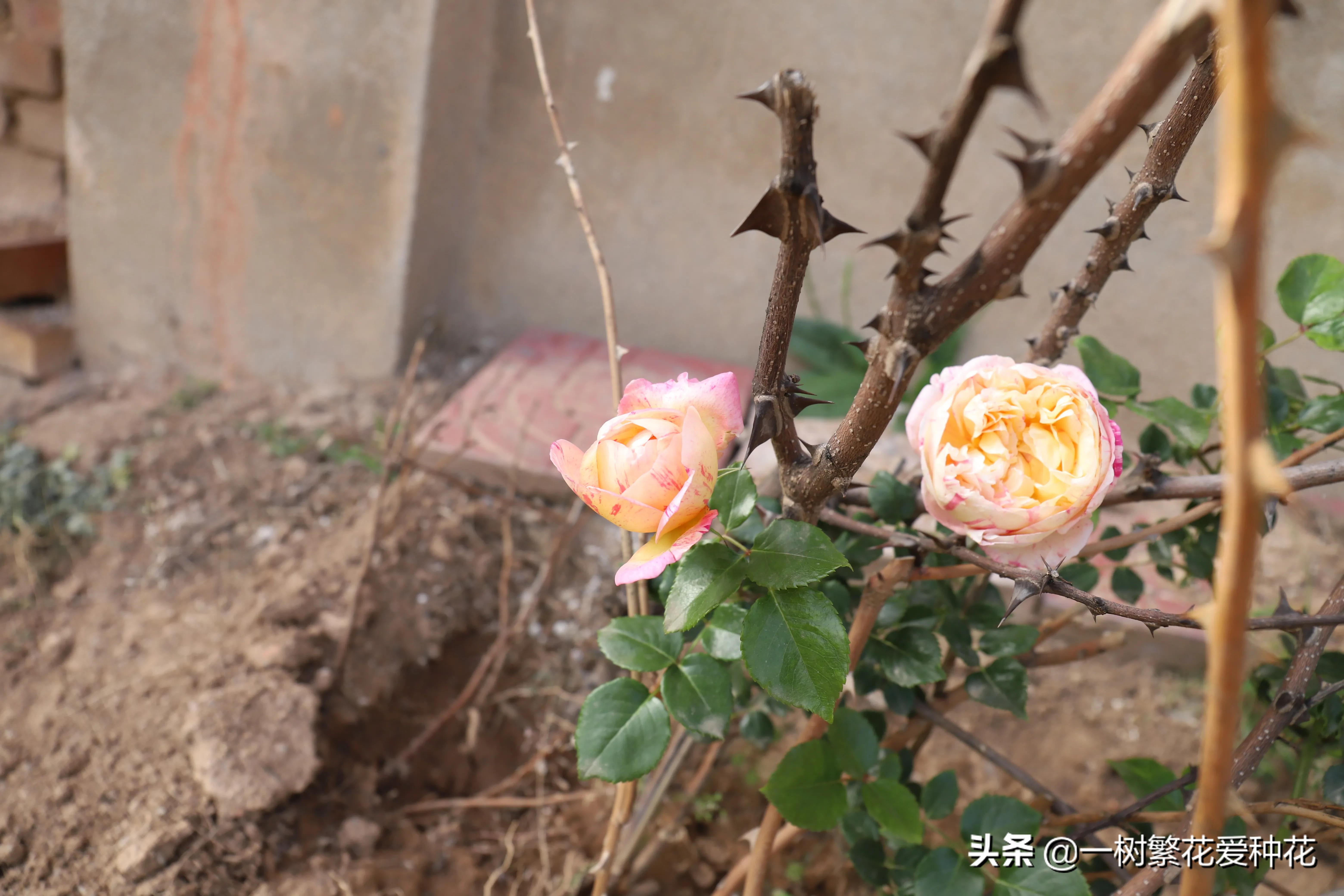 波浪边花型月季,爱杜尔马奈和伊蕾莎丝特